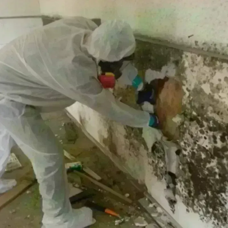 Mold Remediation and Removal in Rockwall, TX